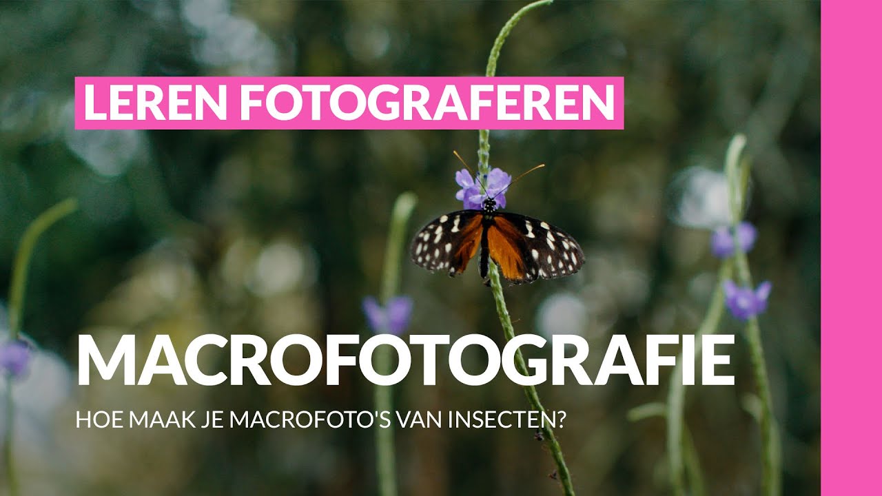 Hoe Maak Je Macrofoto's Van Insecten? | Macrofotografie | Leren ...