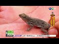 獎勵抓蜥蜴 6人就領光97萬