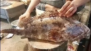 Amazing Giant Hamour Fish Cutting Skills in Fish Market By Expert Fish Cutter