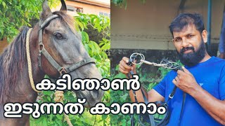 കുതിരക്ക് കടിഞാൺ ഇടുന്നത്എങ്ങനേ എന്ന് കാണാം.Horse bitt.Horse Riding \u0026 Controlling