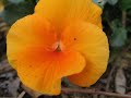 黄・紫・赤・橙・黒？！ yellow・ purple ・ red・ orange・ black ビオラ viola 季節の花　日本花図鑑　japanese flower guide