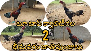 2 టాప్ క్వాలిటీ గల భీమవరం జాతి పుంజులు,,7780133701#vamsi farms