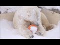 雪遊びが大好きなデナリ（円山動物園　ホッキョクグマのデナリ）~ polar bears who love playing in the snow ~