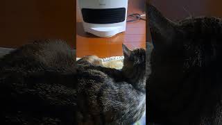 ファンヒーターの独り占めッスね笑 前すぎない？( ΦωΦ )#shorts #猫 #cat #猫動画 #ねこのいる暮らし #アイリスオーヤマ#こっちのけんと