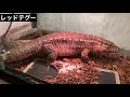 【前編】総額300万！大型トカゲ30種45匹飼育する人の家に行ったらヤバかった。