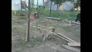 kangal female (melita) 31 days 4,2kg