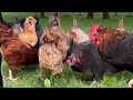 Top 25 FAQs about Backyard Chickens ANSWERED | Egg Laying Hens, Baby Chick Care, Roosters, & More