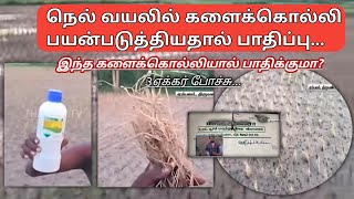 களைக்கொல்லி பயிரை அழித்ததா! என்ன நடந்தது? | Paddy herbicides issues