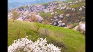 Aerial view of apricot blossom ditch| CCTV English