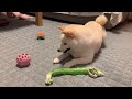 【柴犬】寝る前にボール遊びを楽しむユキちゃん♪