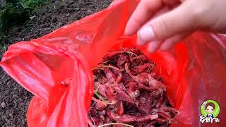 Qiuzi and her mother tidy up the vegetable garden. What can we plant in the vegetable field?