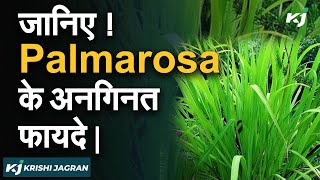 जानिए ! Palmarosa घास का इस्तेमाल किन -किन चीजों में होता है | Palmarosa  Oil and Perfumes