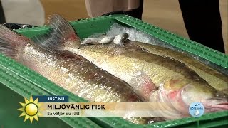 Här är fiskarna du kan äta med gott samvete - Nyhetsmorgon (TV4)