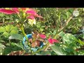 poinsettia care l পয়েনসেটিয়া গাছের a to z পরিচর্যা।