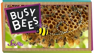 Busy Bees! | Bumblebees and Honeybees | Amazing Animals | SciShow Kids