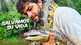 RESCATAMOS una ANACONDA de 4 Metros ! Amazonia