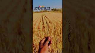 #royalशेतकरी #शेतकरीbrand #nature #ट्रॅक्टरlover #farmingmethod #song #बैलगाडाlover #farming