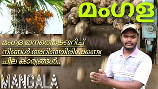 അടക്കയിലേ മികച്ച ഇനമായ മംഗളയുടെ പ്രത്യേകതകളും പിന്നെ ചില കാര്യങ്ങളും..||MANGALA ARECANUT||