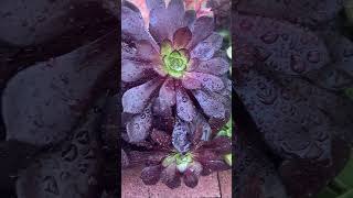 Plant of the day - Aeonium Black Diamond