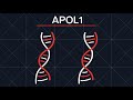 APOL1-Mediated Kidney Disease
