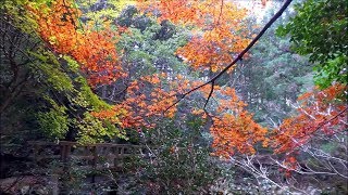 2017　薬師谷渓谷の紅葉　～宇和島市薬師谷～　2017 11/25