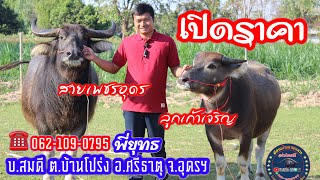 เปิดราคาแม่พันธุ์ควายงามสายเพชรอุดร สูง144ซม.และทายาทเก้าเจริญ ☎️ 06-2109-0795:พี่ยุทธ EP.39