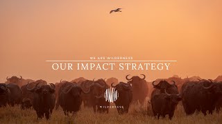 Wilderness: Our Impact Strategy