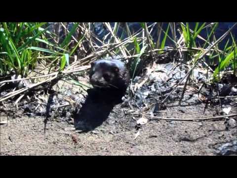 HOW TO CATCH A MINK IN IRELAND HOW TO CATCH A MINK IN IRELAND