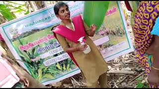 வாழையில் ஊசி மூலம் மருந்து செலுத்தும் முறை /banana corm injection #demo #mtca