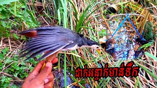 #ដាក់អន្ទាក់មាន់ទឹក🐦‍⬛🐦‍⬛🐦‍⬛