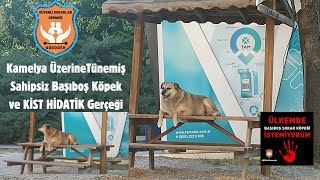 Ankara Üniversitesi Cebeci kampüsünde kamelya üzerinde bir başıboş köpek.