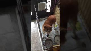 台風19号で犬しまいされた柴犬！(19/10/12)  Shiba Inu evacuated home with Typhoon # 19!