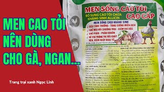 Men sống cao tỏi cao cấp hiệu quả trong chăn nuôi.