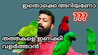 ഇതൊക്കെ അറിയണൊ⁉️⁉️⁉️തത്തക്കളെ വളർത്താൻ ||Eclactus Parrot||baby's||Basic||Information||2021||updates