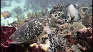 Hawksbill Turtle with Friends