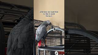 Gizmo is composing a song and liking it!! 🎼 #africangrey #birds #funnyparrot #funnyparrot