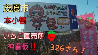 【千葉県茂原市 いちご】超有名イラストレーター326さんの看板が目印！『いばちゃんちのいちご園』