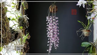 하수형 덴드로비움 아필럼 타이완 타입 │ Dendrobium aphyllum fma. rubra  (Taiwan) │ 화이 Orchid Story