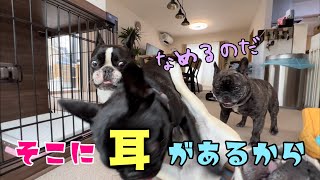 爆笑ｗなぜか弟犬の耳を舐めたい兄犬の挙動不審ぶりに笑いが止まらないWW