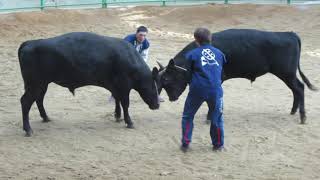 隠岐の牛突き（うしつき）