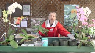 How to Care for Orchids