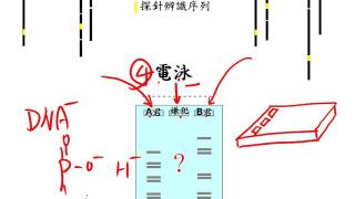 10502選修生物ch11 5 12(補充)DNA指紋(RFLP限制片段長度多型性)二簡