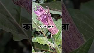 কালো ধুতরা