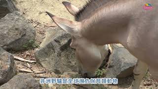 動物夏夏叫非洲野驢之夜—全能保育員2018最終章