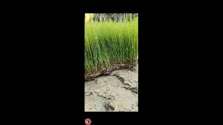 🔴LIVE SLICING RICE SEEDLING #VIRAL#TRENDING#shortsfeed#SHORT#ASRM