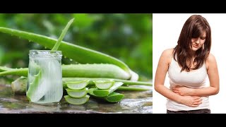 Aloe vera | Uses | Toxicity  | Malayalam കറ്റാർവാഴയുടെ  ഗുണങ്ങൾ അതിന്റെ അപകടങ്ങളും