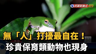 玉山帝雉悠閒覓食 杉林溪動物群聚開趴－民視新聞