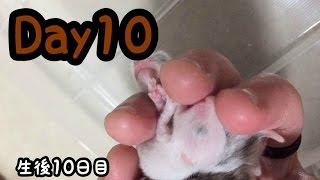 ハムスターの赤ちゃん【生後10日目】レツ hamsters babies Day10