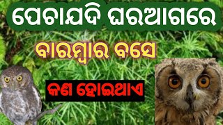 ପେଚା ଯଦି ଘର ଆଗରେ ବାରମ୍ବାର ବସେ କଣ ହୋଇଥାଏ । If the owl repeatedly sat in front of the house.....