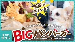 【犬とおでかけ】チワワとまたハンバーガー!BIGハンバーガー!(愛知県常滑市)